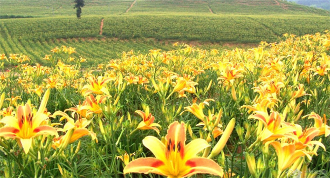 甘肅小規模納稅人稅率由5%降至3%